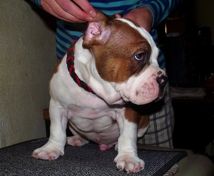 AMERICAN BULLY